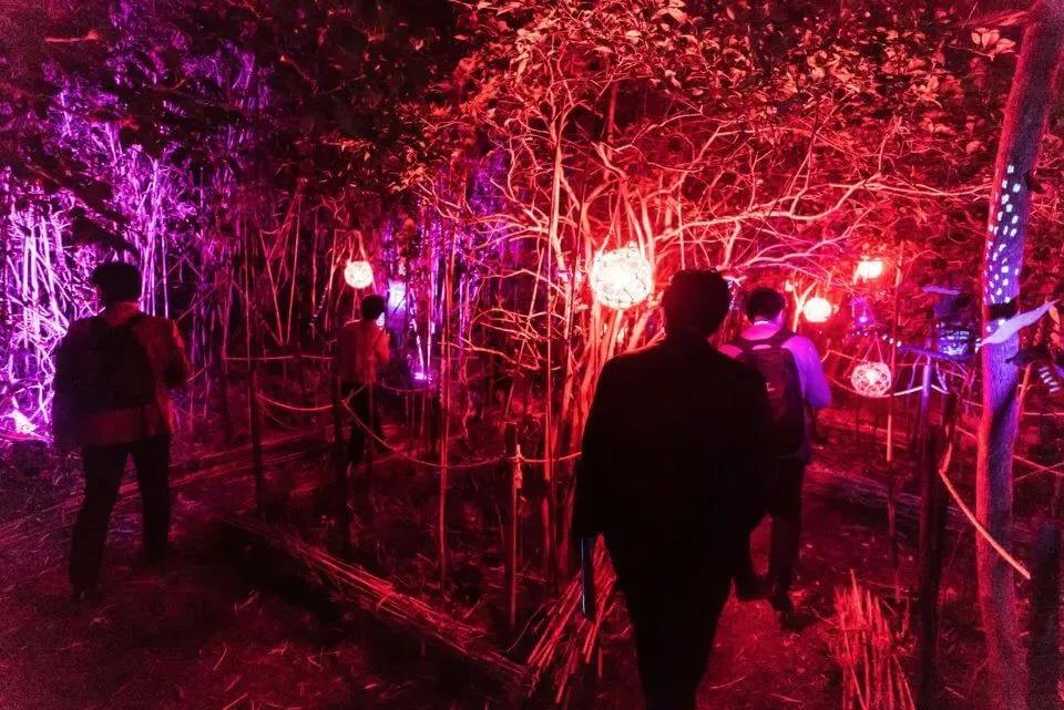 沉浸式,森林投影,夜游,聚城视界
